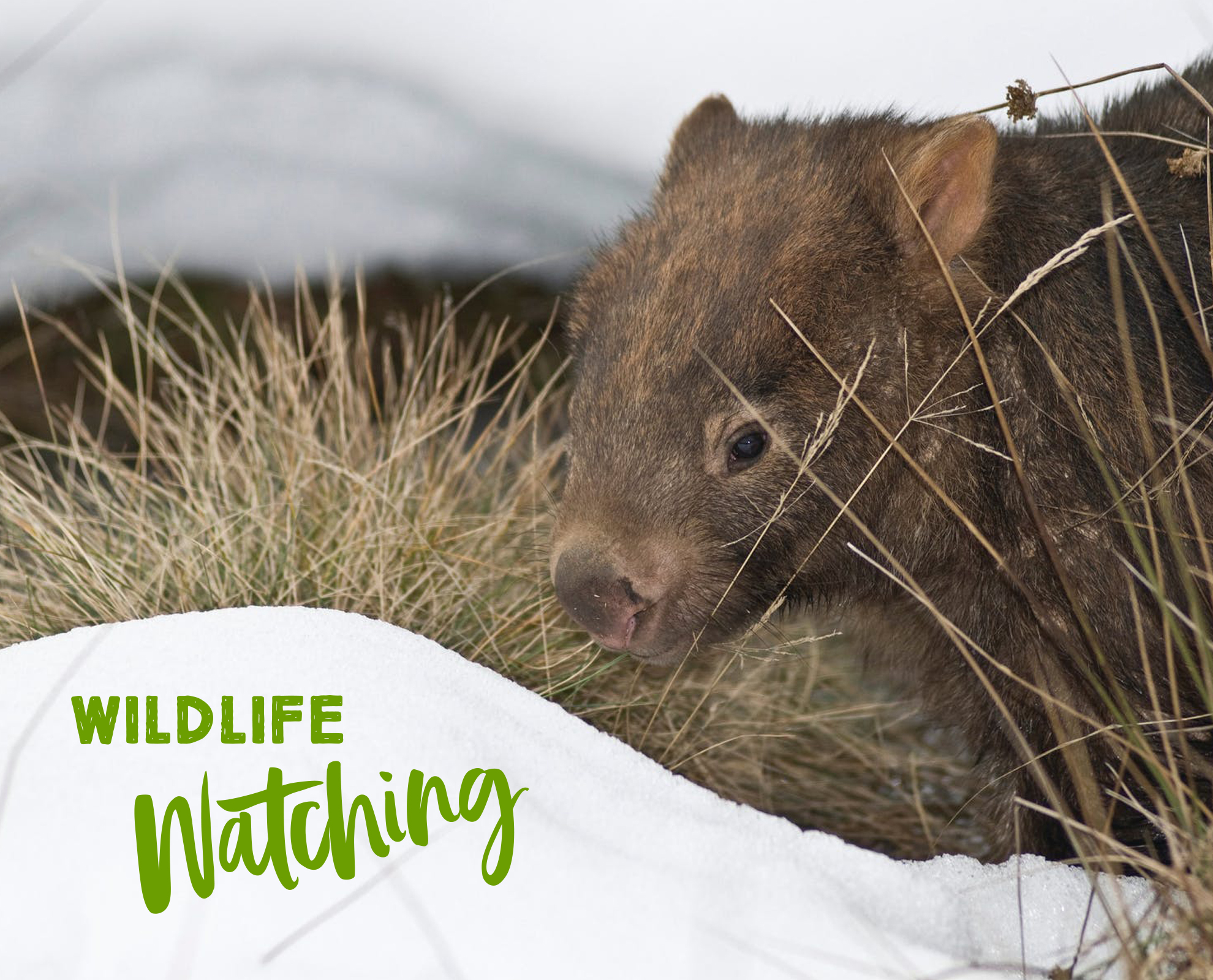 Wombat in the Snow